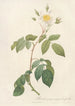 Rosa Sempervirens Latifolia - Pierre Joseph Redouté — vista de la obra