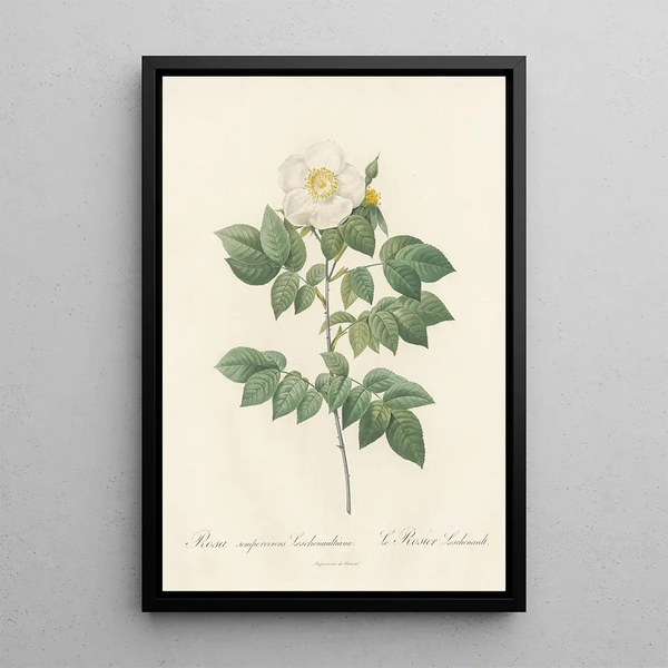Rosa Sempervirens Leschenaultiana - Pierre Joseph Redouté — framed artwork on a wall