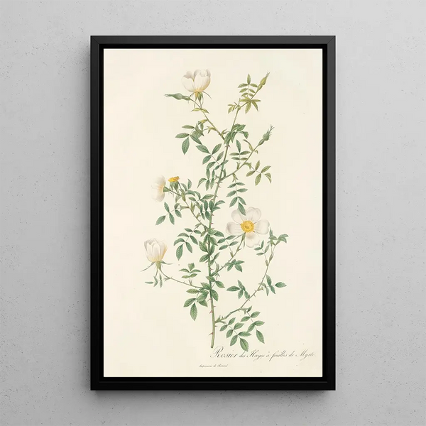 Rosa Sepium Myrti Folia - Pierre Joseph Redouté — framed artwork on a wall