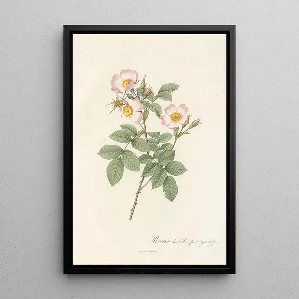 Rosa Stylosa - Pierre Joseph Redouté — framed artwork on a wall