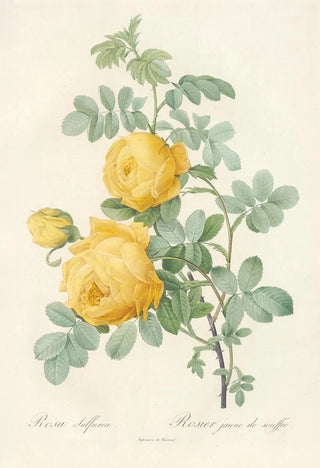 Pierre Joseph Redout - Rosa Sulfurea.webp