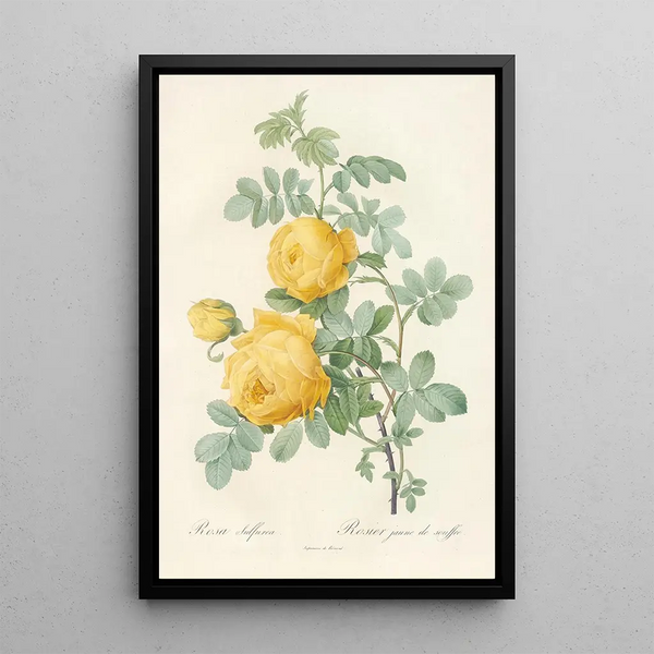Rosa Sulfurea - Pierre Joseph Redouté — framed artwork on a wall