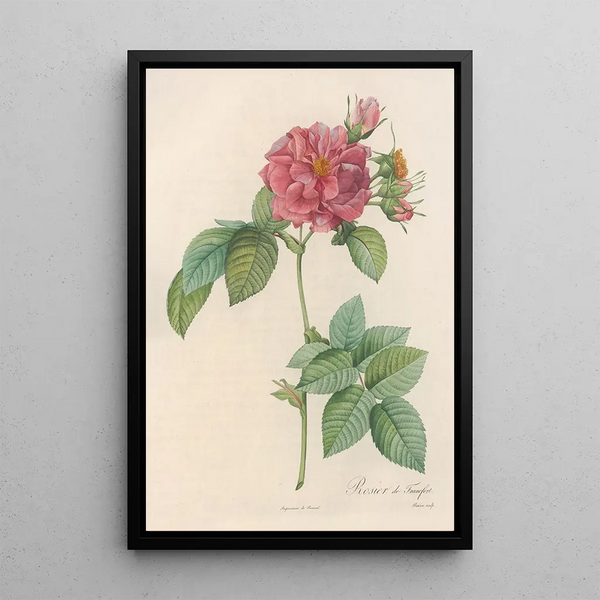 Rosa Turbinata - Pierre Joseph Redouté — framed artwork on a wall