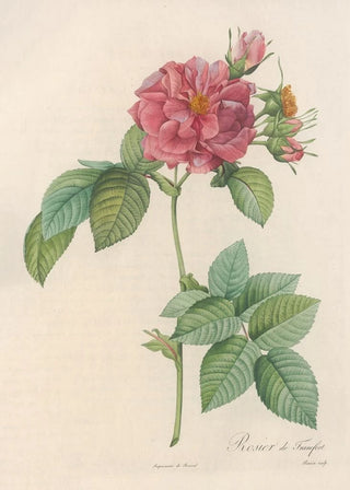 Pierre Joseph Redout - Rosa Turbinata.webp