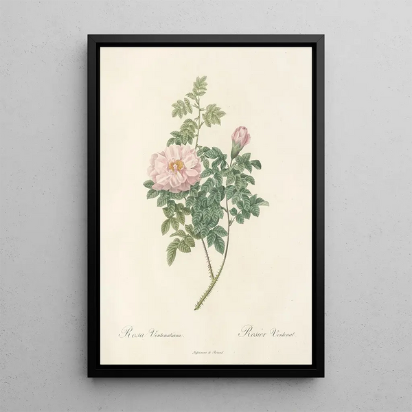 Rosa Ventenatiana - Pierre Joseph Redouté — framed artwork on a wall