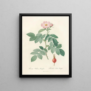 Pierre Joseph Redout - Rosa Villosa Pomifera.webp