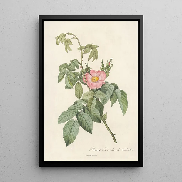 Rosa Villosa Therebenthina - Pierre Joseph Redouté — framed artwork on a wall