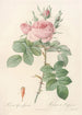 Rosa bifera Officinalis - Pierre Joseph Redouté — artwork view