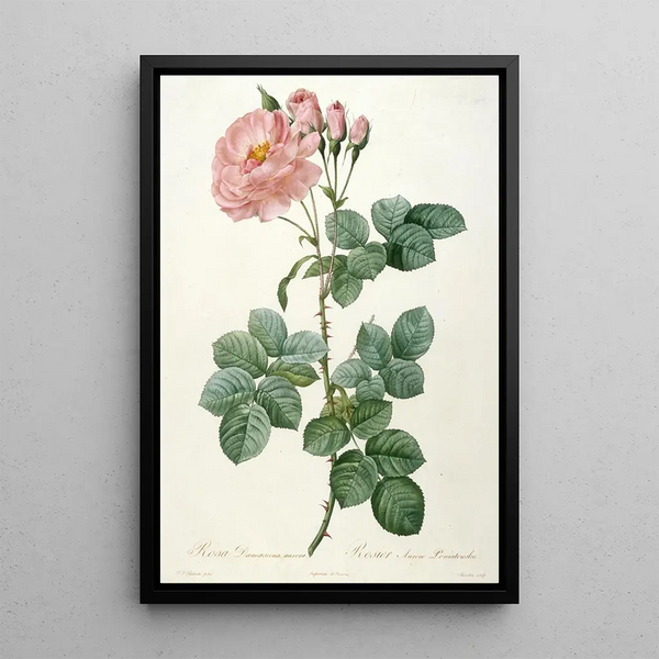 Rosier Aurore Poniatowska de La Couronne Des Roses - Pierre Joseph Redouté — framed artwork on a wall