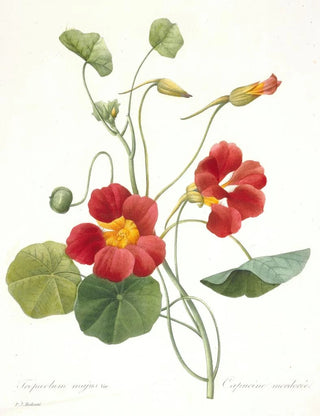 Pierre Joseph Redout - Tropaeolum majus Garden Nasturtium.webp
