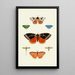 Los mariposas exóticas de los tres continentes Asia, África y América pl04 - Pieter Cramer — cuadro enmarcado en la pared