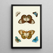 The exotic butterflies of the three continents Asia Africa and America pl06 - Pieter Cramer — framed artwork on a wall