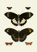 The exotic butterflies of the three continents Asia Africa and America pl07 - Pieter Cramer — artwork view
