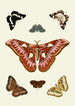 The exotic butterflies of the three continents Asia Africa and America pl08 - Pieter Cramer — artwork view
