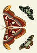 Los mariposas exóticas de los tres continentes Asia, África y América pl09 - Pieter Cramer — vista de la obra