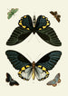 Los mariposas exóticas de los tres continentes Asia África y América pl10 - Pieter Cramer — vista de la obra
