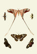 The exotic butterflies of the three continents Asia Africa and America pl13 - Pieter Cramer — artwork view