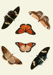 The exotic butterflies of the three continents Asia Africa and America pl16 - Pieter Cramer — artwork view