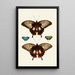 The exotic butterflies of the three continents Asia Africa and America pl40 - Pieter Cramer — framed artwork on a wall