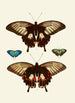 The exotic butterflies of the three continents Asia Africa and America pl40 - Pieter Cramer — artwork view