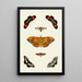 The exotic butterflies of the three continents Asia Africa and America pl45 - Pieter Cramer — framed artwork on a wall