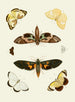 The exotic butterflies of the three continents Asia Africa and America pl55 - Pieter Cramer — artwork view