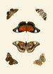 The exotic butterflies of the three continents Asia Africa and America p.62 - Pieter Cramer — artwork view