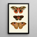 The exotic butterflies of the three continents Asia Africa and America pl64 - Pieter Cramer — framed artwork on a wall