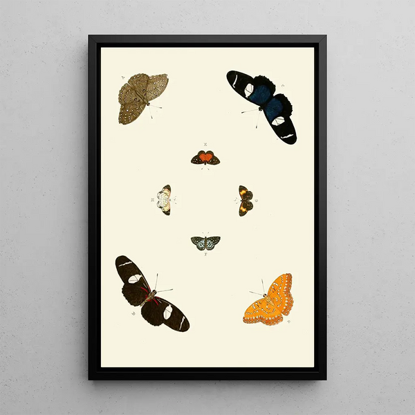 Les papillons exotiques des trois continents Asie Afrique et Amérique pl66 - Pieter Cramer — framed artwork on a wall
