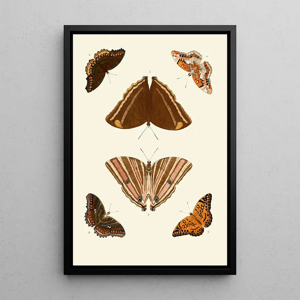 The exotic butterflies of the three continents Asia Africa and America pl69 - Pieter Cramer — framed artwork on a wall