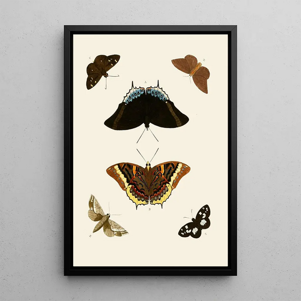 Les papillons exotiques des trois continents Asie Afrique et Amérique pl74 - Pieter Cramer — framed artwork on a wall