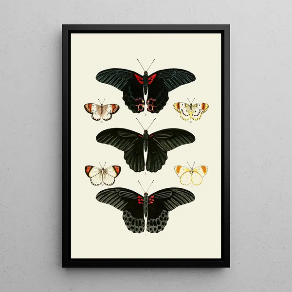 Les papillons exotiques des trois continents Asie Afrique et Amérique pl91 - Pieter Cramer — framed artwork on a wall