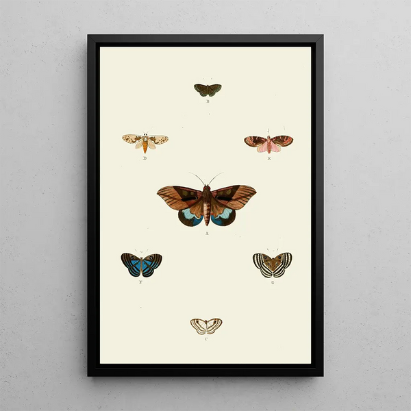 The exotic butterflies of the three continents Asia Africa and America pl92 - Pieter Cramer — framed artwork on a wall