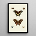 The exotic butterflies of the three continents Asia Africa and America pl93 - Pieter Cramer — framed artwork on a wall