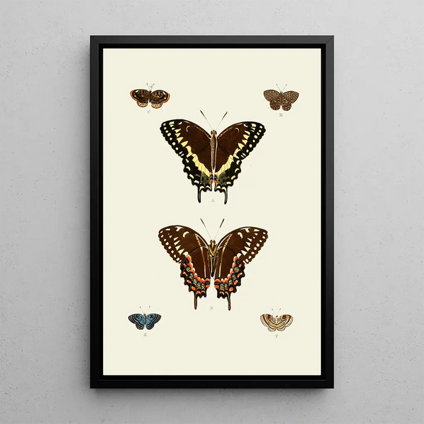 The exotic butterflies of the three continents Asia Africa and America pl93 - Pieter Cramer — framed artwork on a wall