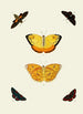 Los mariposas exóticas de los tres continentes Asia, África y América pl94 - Pieter Cramer — vista de la obra