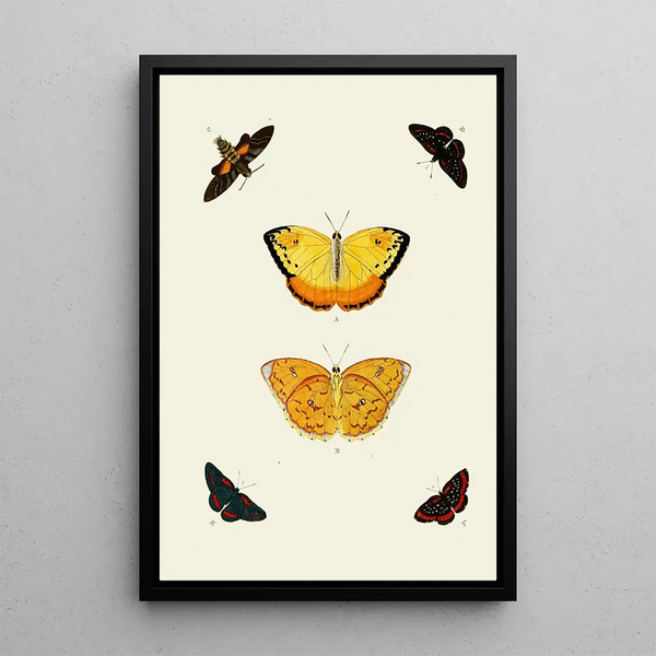 The exotic butterflies of the three continents Asia Africa and America pl94 - Pieter Cramer — framed artwork on a wall