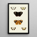 Los mariposas exóticas de los tres continentes Asia, África y América pl95 - Pieter Cramer — cuadro enmarcado en la pared