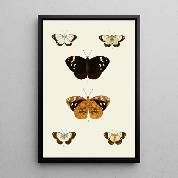 The exotic butterflies of the three continents Asia Africa and America pl95 - Pieter Cramer — framed artwork on a wall