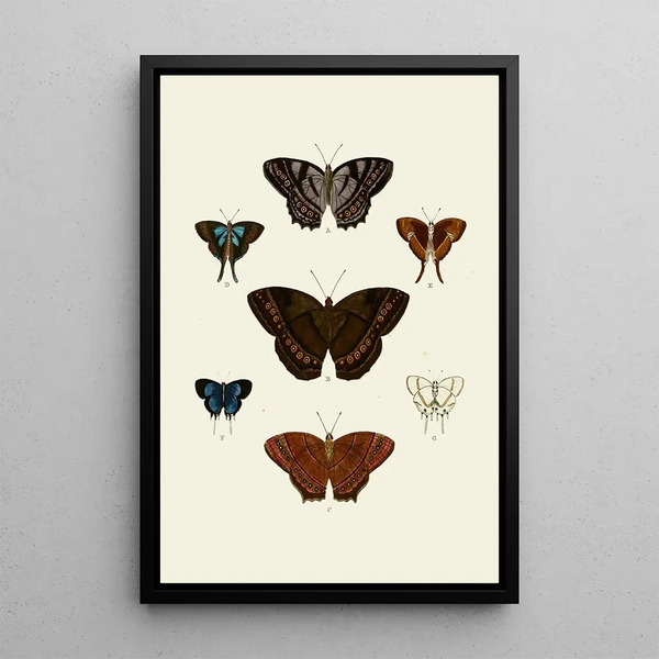 Les papillons exotiques des trois continents Asie Afrique et Amérique pl96 - Pieter Cramer — framed artwork on a wall