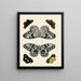 Mariposas extranjeras presentes en los tres continentes Asia, África y América pl001 - Pieter Cramer — cuadro enmarcado en la pared