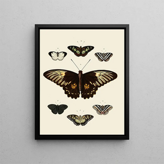Pieter Cramer - Foreign butterflies occurring in the three continents Asia Africa and America Pl002.webp