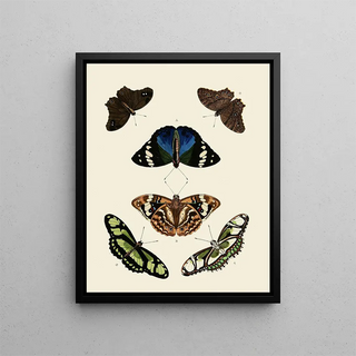 Pieter Cramer - Foreign butterflies occurring in the three continents Asia Africa and America Pl004.webp