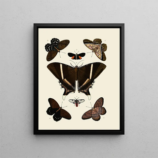 Pieter Cramer - Foreign butterflies occurring in the three continents Asia Africa and America Pl006.webp