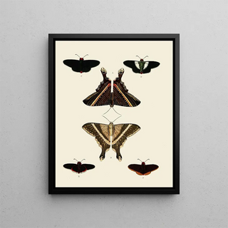 Pieter Cramer - Foreign butterflies occurring in the three continents Asia Africa and America Pl007.webp