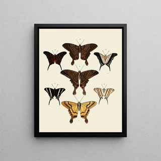Pieter Cramer - Foreign butterflies occurring in the three continents Asia Africa and America Pl008.webp