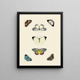 Pieter Cramer - Foreign butterflies occurring in the three continents Asia Africa and America Pl009.webp