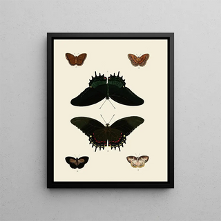 Pieter Cramer - Foreign butterflies occurring in the three continents Asia Africa and America Pl012.webp