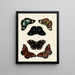 Mariposas extranjeras presentes en los tres continentes Asia, África y América pl013 - Pieter Cramer — cuadro enmarcado en la pared