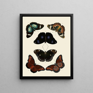 Pieter Cramer - Foreign butterflies occurring in the three continents Asia Africa and America Pl013.webp